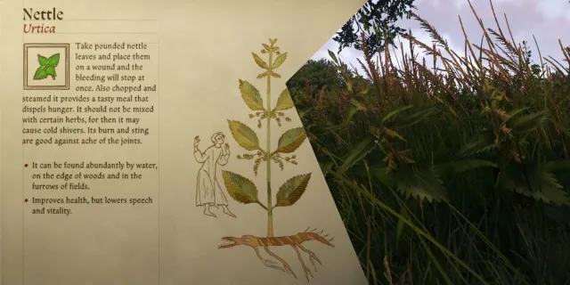 تصویر راهنمای یافتن گزنه (nettle) در Kingdom Come: Deliverance 2